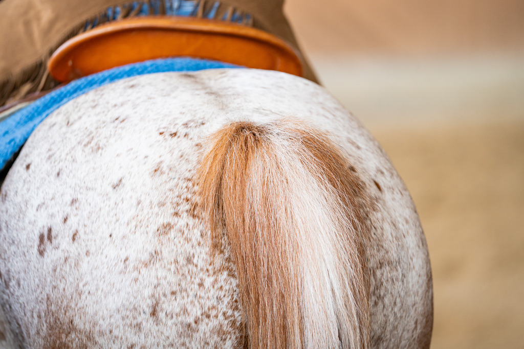 DSC08467 | Pferdegrafie