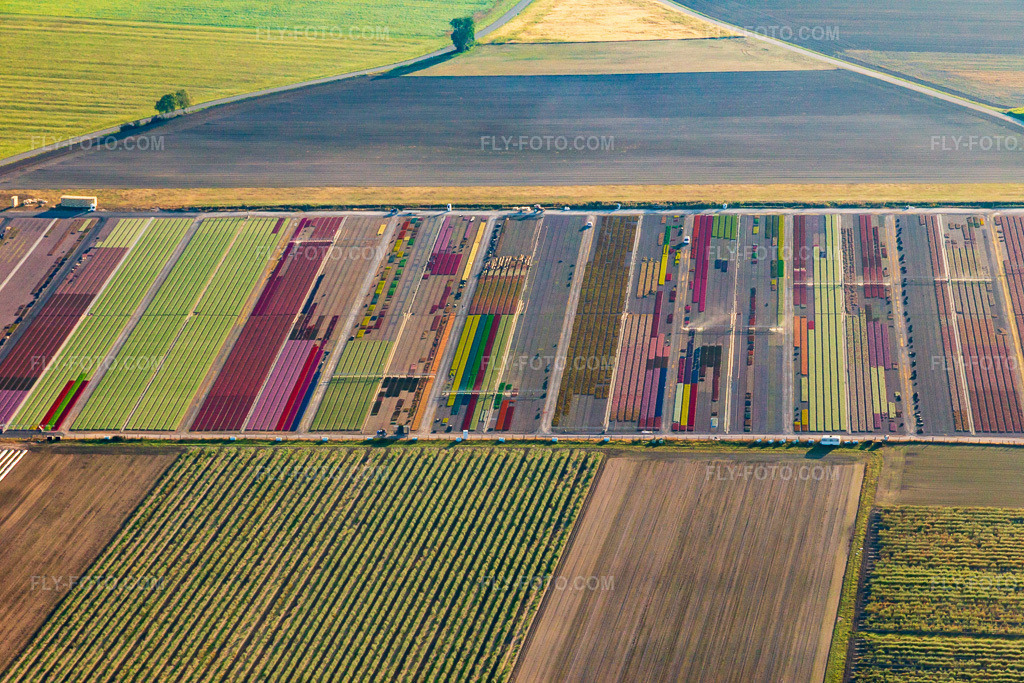 Aerial view: Colorful flowerbeds of the Ferme Brandt Arbogast flower farm in Morsbronn in Durrenbach in the state Bas-Rhin, France.Photo: IMG_139197.jpg taken on 10/01/2023 by Werner Riehm/FLY-FOTO.comResolution of the original: 5472 x 3648 pxWWW.FERME-BRANDT.FR