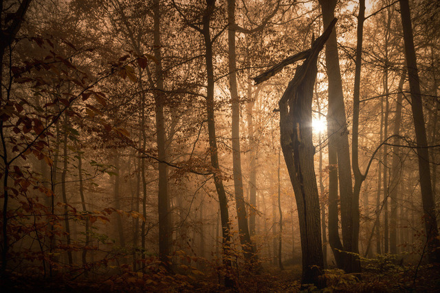 Zauberwald im Nebel mit Supernova | Outdoorpixl Teßen OHG - Realisiert mit Pictrs.com
