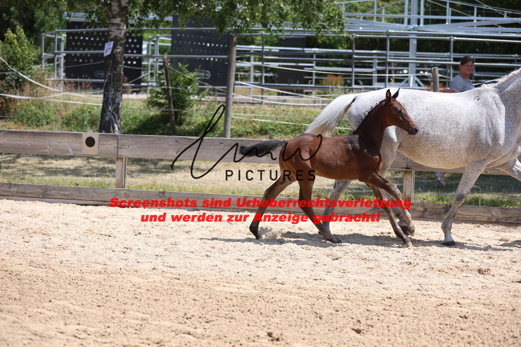 Fohlenschau_Schwäbisch_Hall_springbetonte_Fohlen_KN 23_17 | lmwpictures - Realisiert mit Pictrs.com