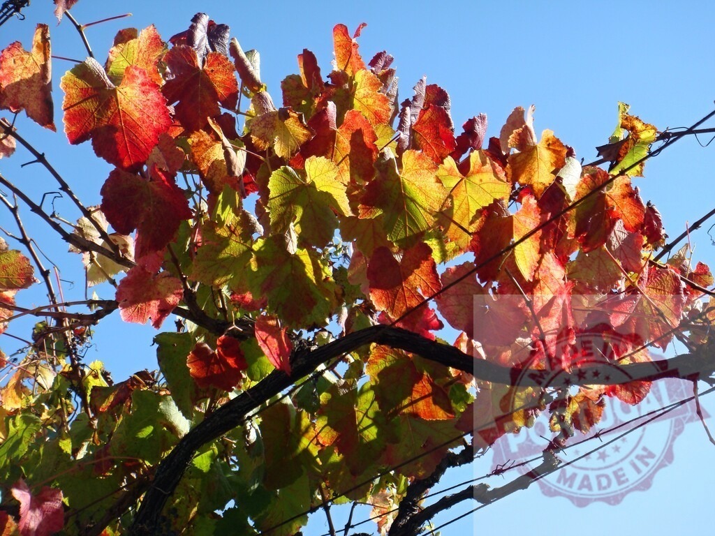 Grapevine leaves changing colors under blue sky | Grapevine leaves showing vibrant red, yellow, and green autumn colors against a clear blue sky - Realized with Pictrs.com