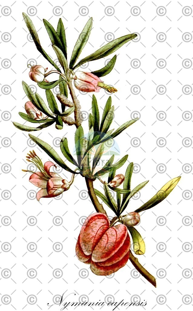 HistAbb_EMP_26354_SRC_Schlechtendal_FLORAD_SIMPLE | Historische Abbildung von Nymania capensis - Meliaceae (Chinesische Laterne) | Historical Illustration of Nymania capensis - Meliaceae