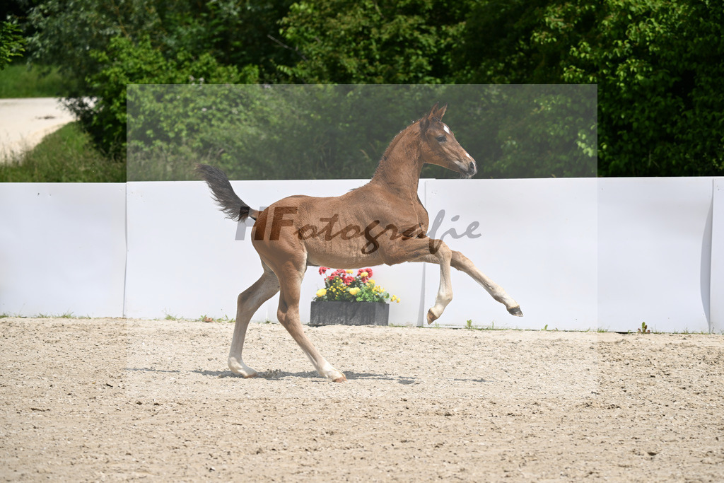 V-Power x Dancing World_HF_Gaab_13250726 | hf-fotografie - Realizzato con Pictrs.com