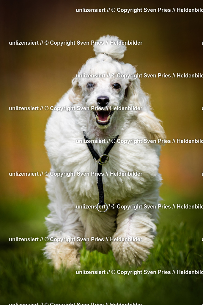 Sven Pries | 2025-04-13 - Hunderennen Baden-Baden - Realisiert mit Pictrs.com