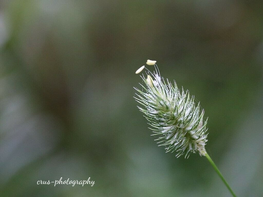 1694334492677 | crus-photography
