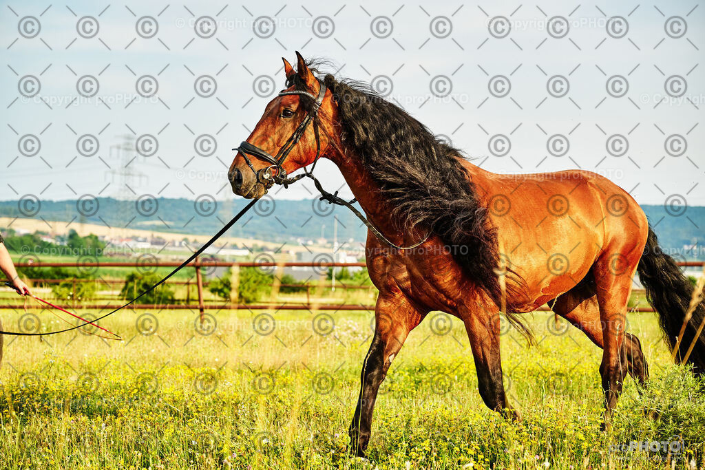 298_202406_Niki-Herodes_NZ9_0246 | proPHOTO - Realisiert mit Pictrs.com