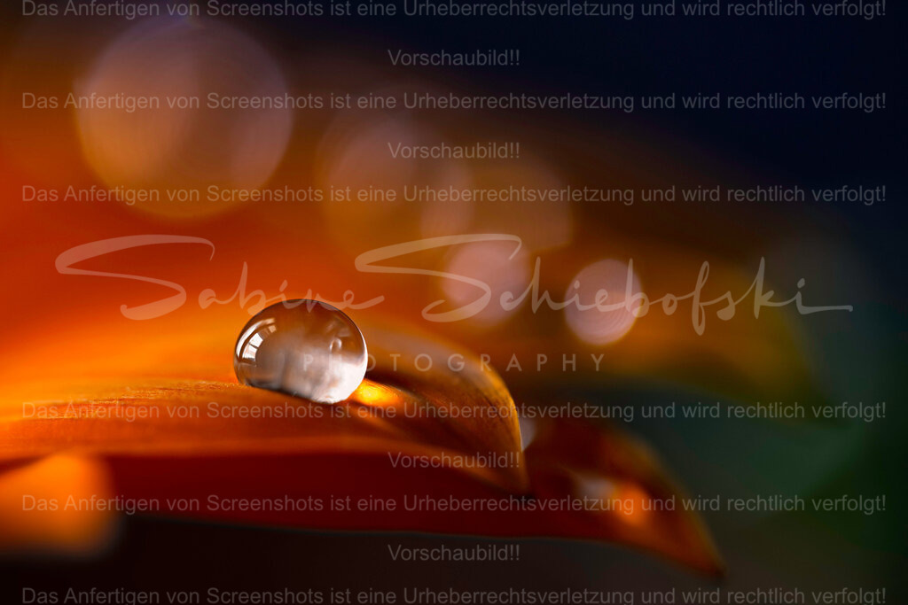 Der perfekte Tropfen | People- und Tierfotografie, Imageaufnahmen, Veranstaltungsfotografie und Wandbilder aus der Natur ★ Made in Germany ✔️ Druck + Downloads ✔️ Naturfotografie in Top Qualität ★ schneller Versand, weltweite Lieferung! - Realisiert mit Pictrs.com