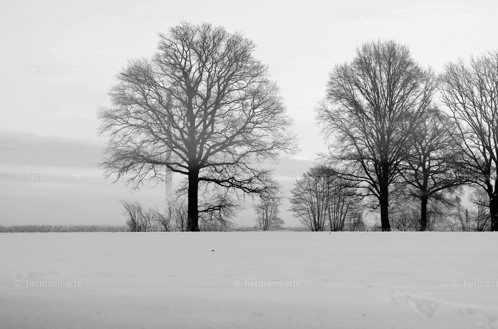 Trees_fine_Art_0025 | Photo Foto Kunst Art schwarzweiss Bilder Rheine Münster Berlin Blumen 