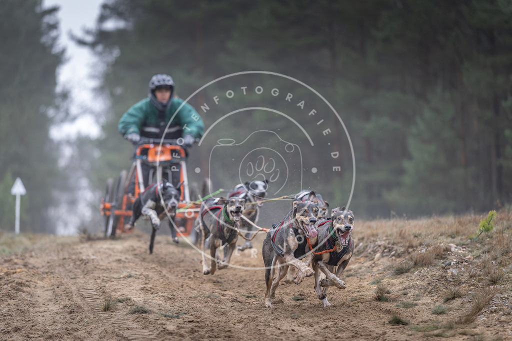 Pfotenfotografie_DV3A0236 | Hundefotografie, Tierfotograf, Pfotenfotografie, Fotoshooting Hund, Hunde Portrait, Hundesport, Hundeportraits, Heideshooting, Hunde, Sportfotograf, Hundefotograf, Turnierhundsport, THS,  - Realisiert mit Pictrs.com