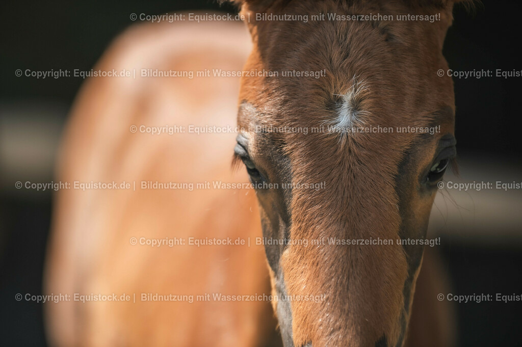 20210617_Fohlen_0239 | Foto: Thomas Hartig