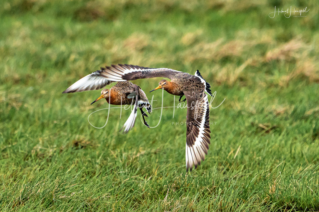 DSC02313 | Landschaftsfotografie, Naturfotografie - Realisiert mit Pictrs.com