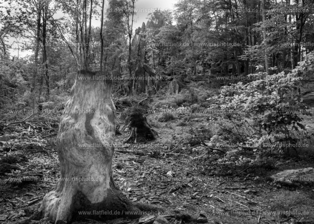 Heller Baumstumpf | Naturfoto - Gesehen in der Rhön