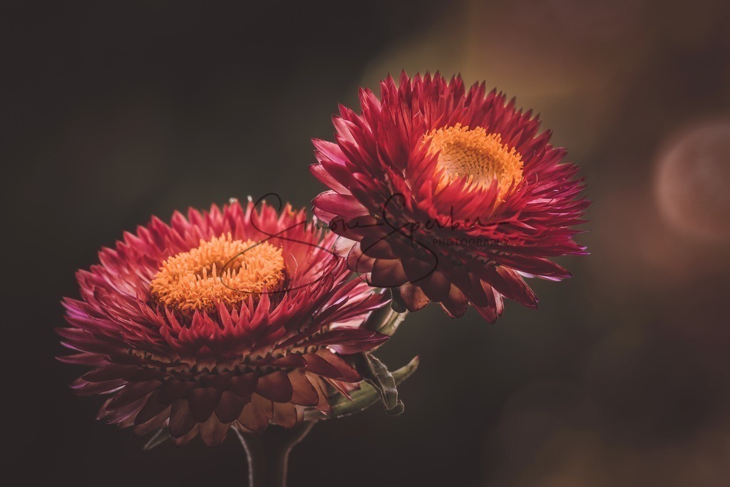 Strohblumen | Simone Sperber, svb-photography,Fotografin,Bilddesignerin,Naturfotografie,Macrofotografie,Tierfotografie,Wildtierfotografie,Ausstellungen,Auftragsfotografie,Kunst,Art,Photographer,Shootings,Bildberatbeitung,Galerie,Shop