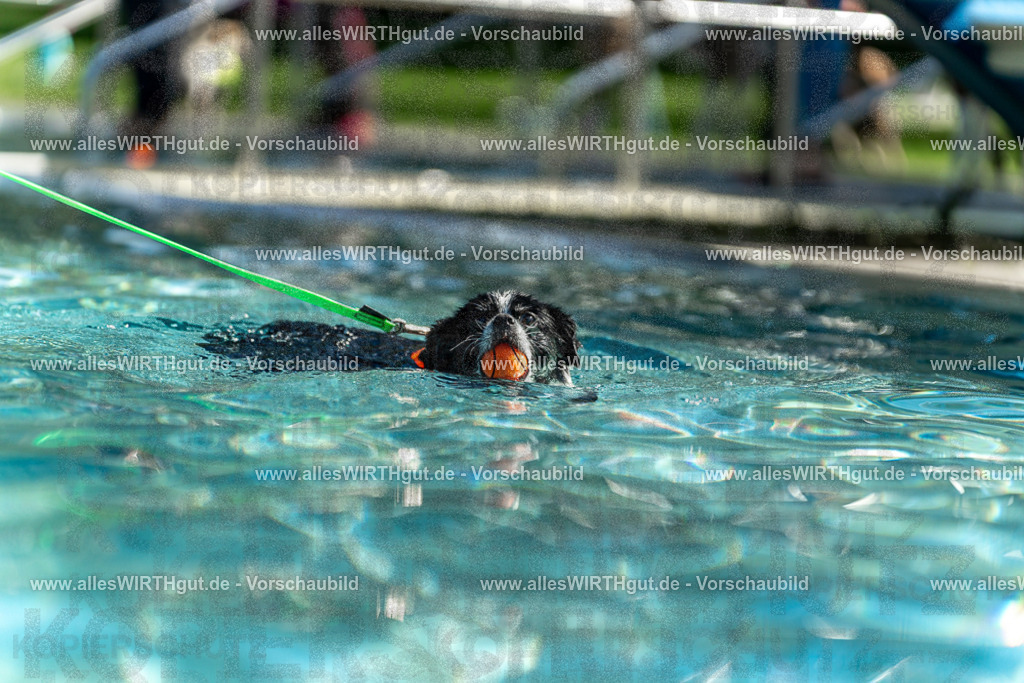 Hundeschwimmen_Volksbad_2026-allesWIRTHgut_Tierfotografie-2609061228-113815-7R500053 | Professionelle Tierfotografie in Mönchengladbach von Daniel Wirth (allesWIRTHgut). Liebevolle & natürliche Bilder von Hunden & Katzen für unvergessliche Erinnerungen.