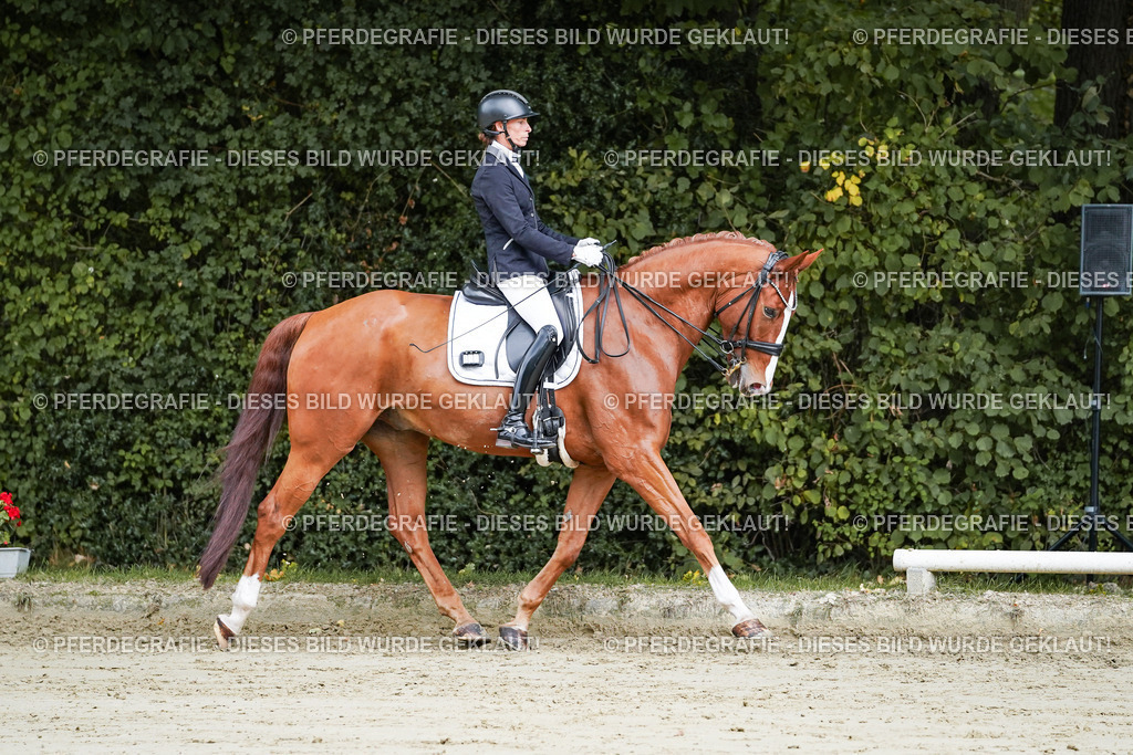 DSC08042 | Pferdegrafie