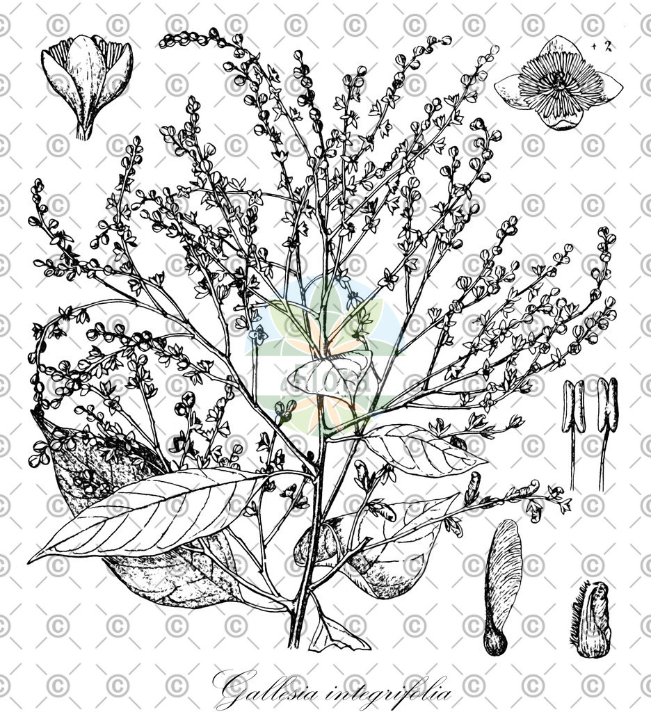 HistAbb_wfo-0000693970_2_ENZY_Simple | Historische Abbildung von Gallesia integrifolia - Petiveriaceae | Historical Illustration of Gallesia integrifolia - Petiveriaceae