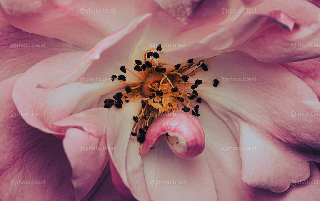Schleckzunge | Eine wunderschöne, rosa Rose. - Realisiert mit Pictrs.com