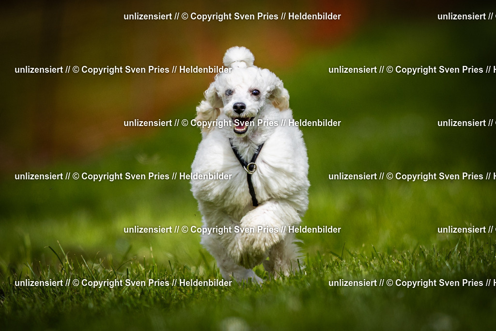 Sven Pries | 2025-04-13 - Hunderennen Baden-Baden - Realisiert mit Pictrs.com