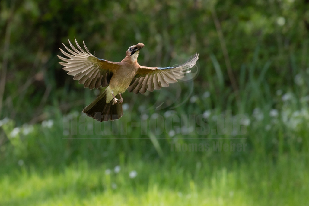R6M34276_20260503 | Ein Eichelhäher (Garrulus glandarius) ist in der Mitte des Bildes im Flug festgehalten, seine Flügel sind weit ausgebreitet. Er trägt einen Gegenstand, wahrscheinlich eine Nuss oder Eichel, in seinem Schnabel. Der Hintergrund ist unscharf und zeigt eine grüne, natürliche Umgebung mit Gras und Bäumen. - Realisiert mit Pictrs.com