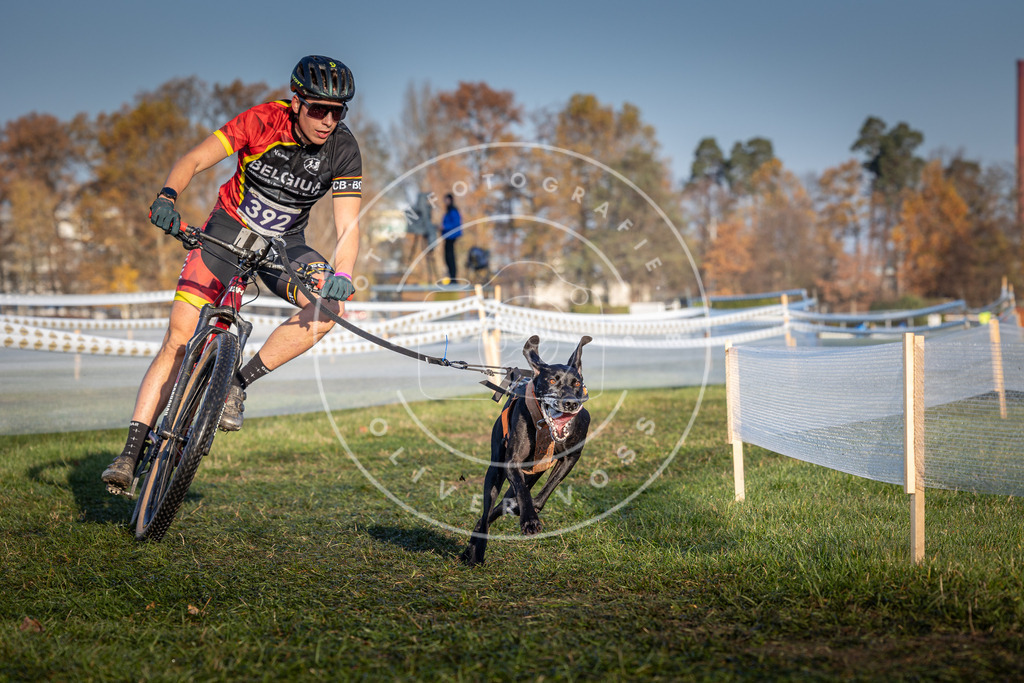 CaniXpix_0L8A3874 | Hundefotografie, Tierfotograf, Pfotenfotografie, Fotoshooting Hund, Hunde Portrait, Hundesport, Hundeportraits, Heideshooting, Hunde, Sportfotograf, Hundefotograf, Turnierhundsport, THS,  - Realisiert mit Pictrs.com