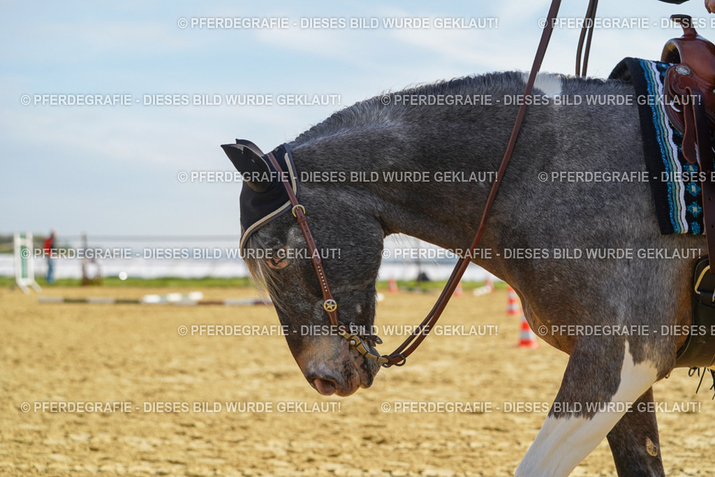 DSC01056 | Pferdegrafie