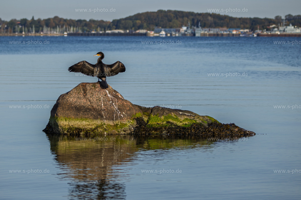 Der Cormoran | Ein echter Gegner für jeden Angler: Ein Cormoran frisst pro Tag zwischen 300 und 800 Gramm Fisch... - Realisiert mit Pictrs.com