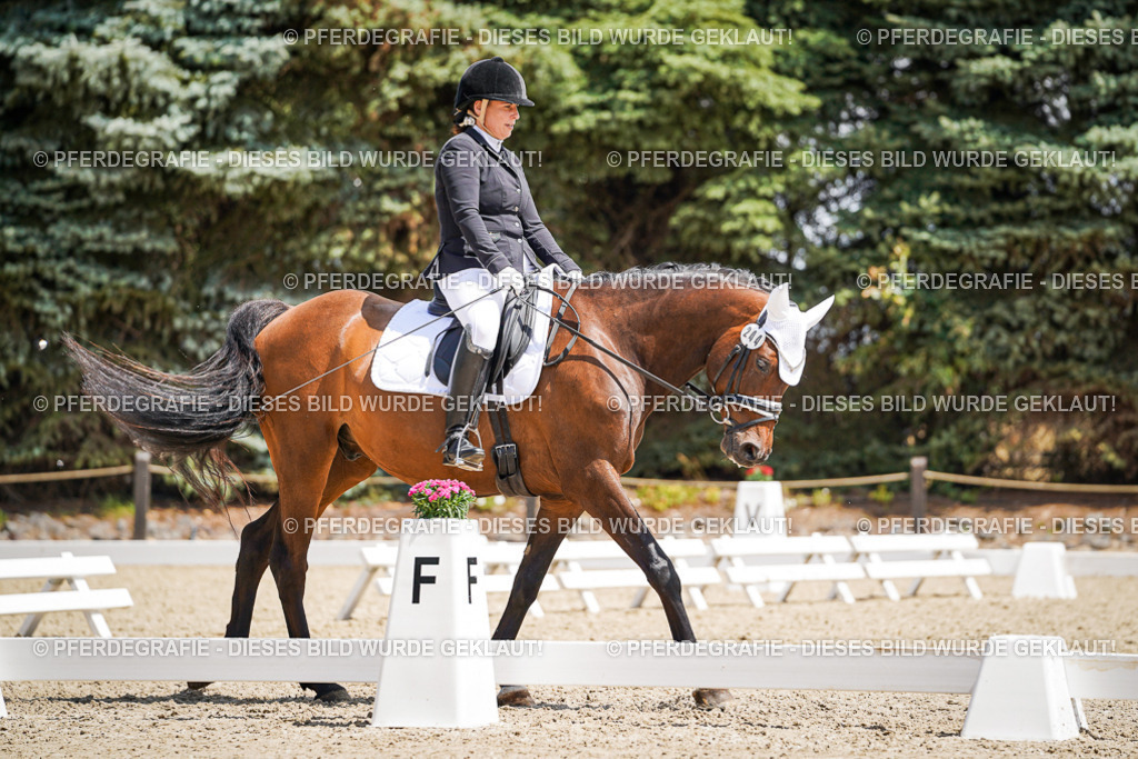 DSC01142 | Pferdegrafie