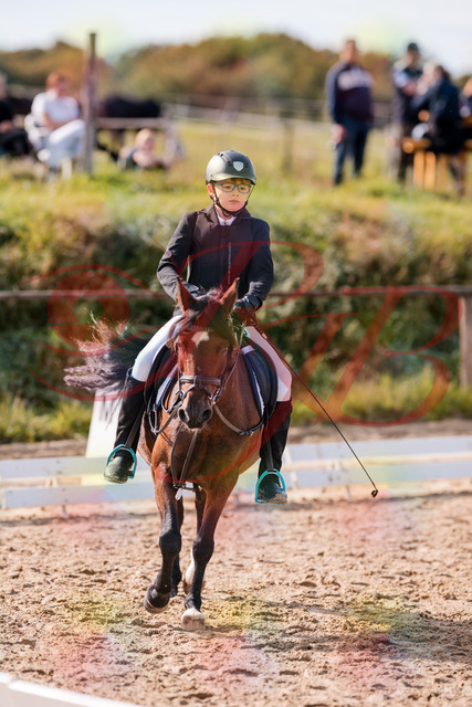2026_10_03_Siefer-Hof_122316_Z81_23464487 | Professionelle Reitsport-, Turnier- und Eventfotografie von Robert Broda. Galerien mit ausgewählten und bearbeiteten Bildern direkt online ansehen und bestellen.