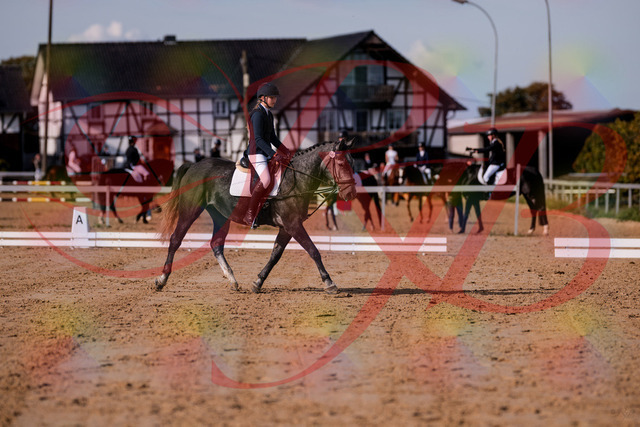 2026_10_03_Siefer-Hof_120022_Z81_01902331 | Professionelle Reitsport-, Turnier- und Eventfotografie von Robert Broda. Galerien mit ausgewählten und bearbeiteten Bildern direkt online ansehen und bestellen.