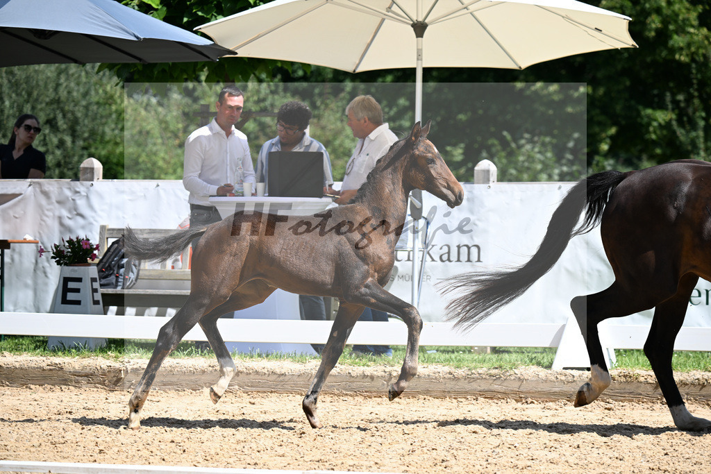 Kat-Nr. 42 Va Bene x Dante Weltino_SF_Kopp_29251252 | hf-fotografie - Realizzato con Pictrs.com
