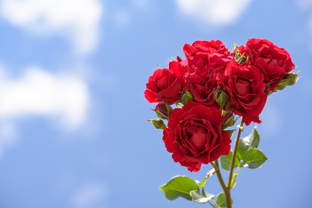 kletterrosen-vor-himmelsblau-vb | Entdecken Sie hochwertige Kunstdrucke im Online-Shop von Rainer Plett. Die Fotografien umfassen norddeutsche Landschaften, Blumen, Tiere, Natur und Sehenswürdigkeiten. Erfreuen Sie sich an auserlesenen Motiven aus Schleswig-Holstein und Hamburg. - Realisiert mit Pictrs.com