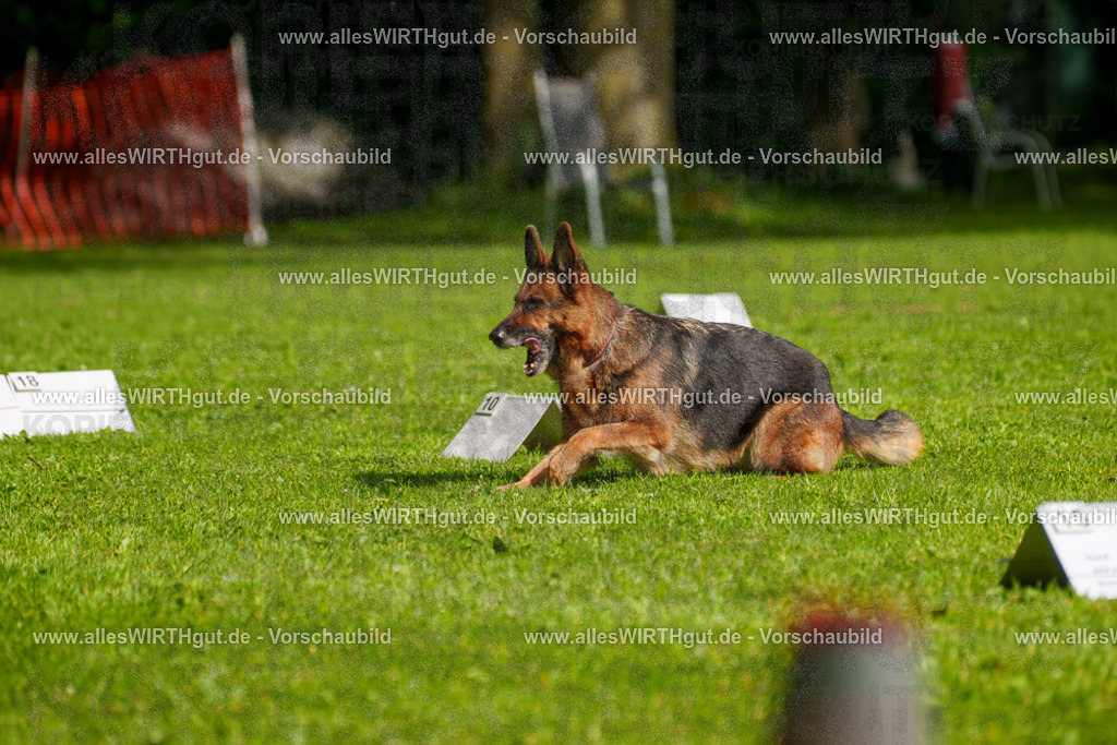 @allesWIRTHgut_Tierfotografie - www.allesWIRTHgut.de - 7R502440 | Professionelle Tierfotografie in Mönchengladbach von Daniel Wirth (allesWIRTHgut). Liebevolle & natürliche Bilder von Hunden & Katzen für unvergessliche Erinnerungen.