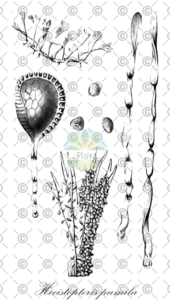 HistAbb_wfo-0000979592_1_ENZY_Simple | Historische Abbildung von Hecistopteris pumila - Pteridaceae | Historical Illustration of Hecistopteris pumila - Pteridaceae