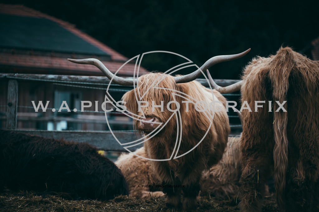 A-Willdoner_20251223_303 | Sport-,  Presse- und Eventbegleitung!
Contact me !
