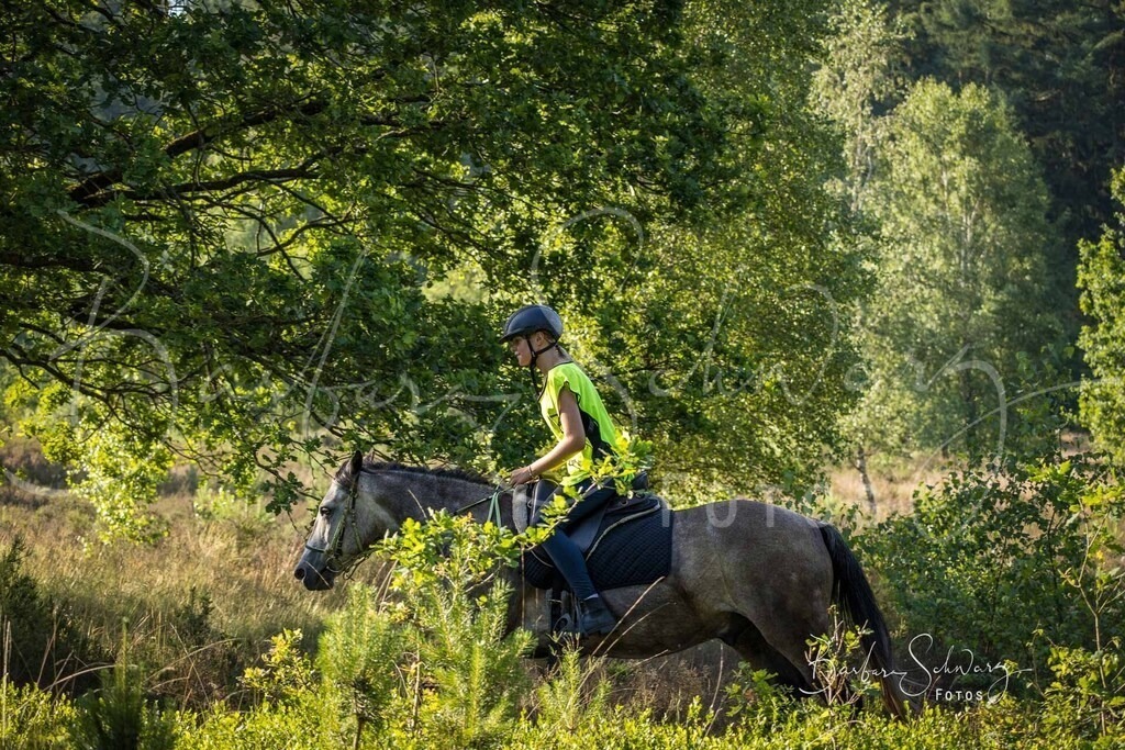 WehlenerHeide_2026-06-27_63 | Stimmungsvolle Fotografie von Pferden, fotografische Begleitung von Veranstaltungen, Golfturnieren und Distanzritten - Realisiert mit Pictrs.com
