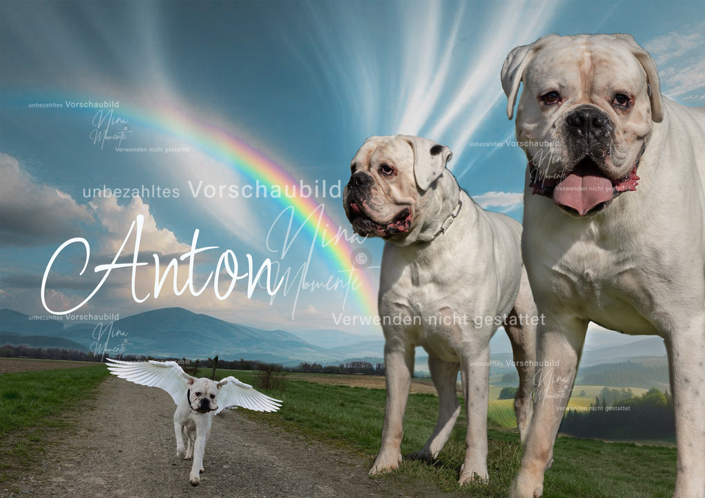 collage3 bunt | Einzigartige Fotos von Hunden & Menschen –Actionfotos, Portraits, Vereinsaufnahmen & Paarshootings – authentisch, lebendig & mit Herz.