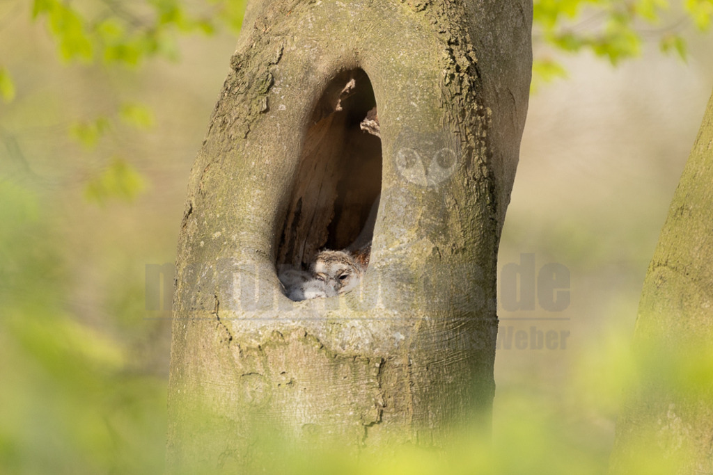 R5NF4273-20230425 | Der Ruf dieser Eulenart ist unverkennbar. Vor allem zur Balzzeit im Herbst und Spätwinter hören wir den unheimlich anmutenden Gesang der Waldkauzmännchen (Strix aluco). Dank seines dichten und samtartigen Gefieders und seiner kammartigen Flügelspitzen kann er nahezu lautlos auf Jagd gehen. Immer auf der Suche nach seiner bevorzugten Beute – Mäusen. - Realisiert mit Pictrs.com