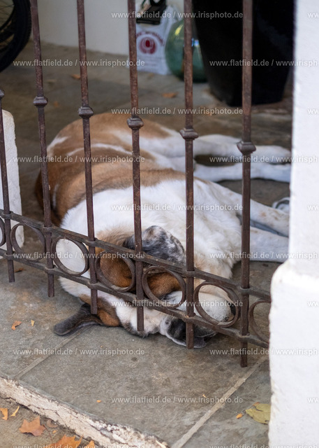 Wachhund (Pausenmodus) | Straßenfoto aus Fayence
