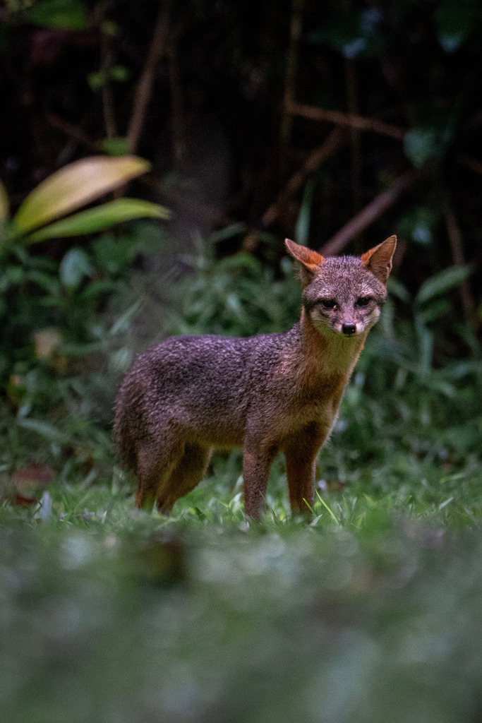 Graufuchs | freigereist - Realisiert mit Pictrs.com