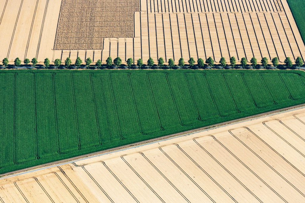 dr__0038347.jpg | SCHELLERTEN 23.07.2019 Baumreihe an einer Landstraße an einem Feldrand in Schellerten im Bundesland Niedersachsen, Deutschland. // Row of trees on a country road on a field edge in Schellerten in the state Lower Saxony, Germany. Foto: Daniel Reiter
