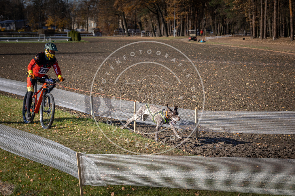 CaniXpix_DV3A7115 | Hundefotografie, Tierfotograf, Pfotenfotografie, Fotoshooting Hund, Hunde Portrait, Hundesport, Hundeportraits, Heideshooting, Hunde, Sportfotograf, Hundefotograf, Turnierhundsport, THS,  - Realisiert mit Pictrs.com