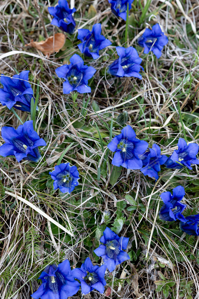 Enzian Mostviertel | Ihre Fotografin im Lungau, ihre Fotografin im Mostviertel, Wandbilder Onlineshop, Imagefotos für Ihr Unternehmen,  - Realisiert mit Pictrs.com