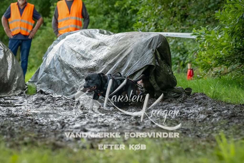 1114_ZZ93544-Bearbeitet | kk-dogfotos