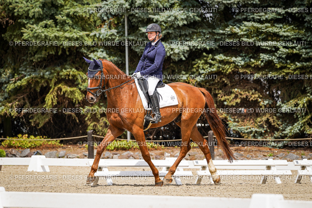 DSC02383 | Pferdegrafie