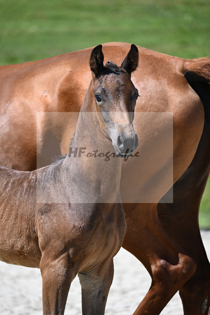 Bordeaux x Vitalis_HF_Lechl_29240587 | hf-fotografie - Realisiert mit Pictrs.com