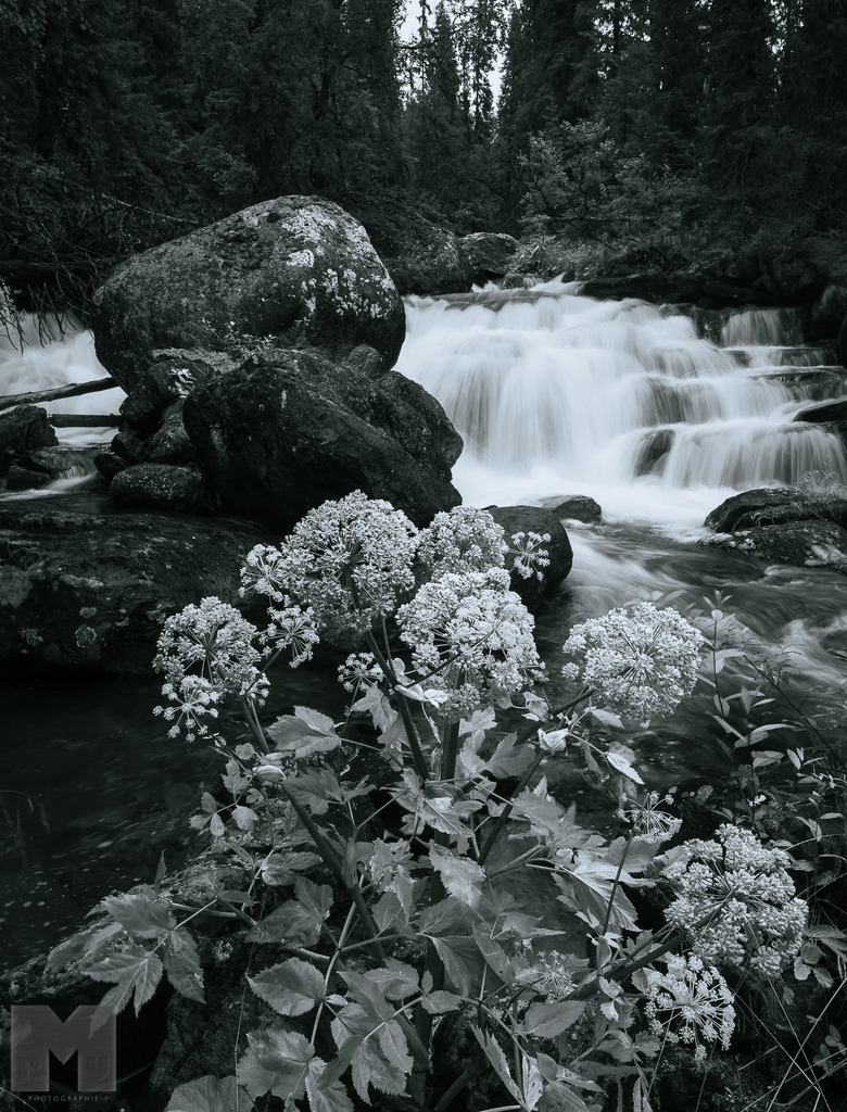 Scharfgarben am Tevå | Landschafts- und Tierfotografie zu allen Jahreszeiten. Und immer die Schönheit des Lichtes im Auge... - Realisiert mit Pictrs.com