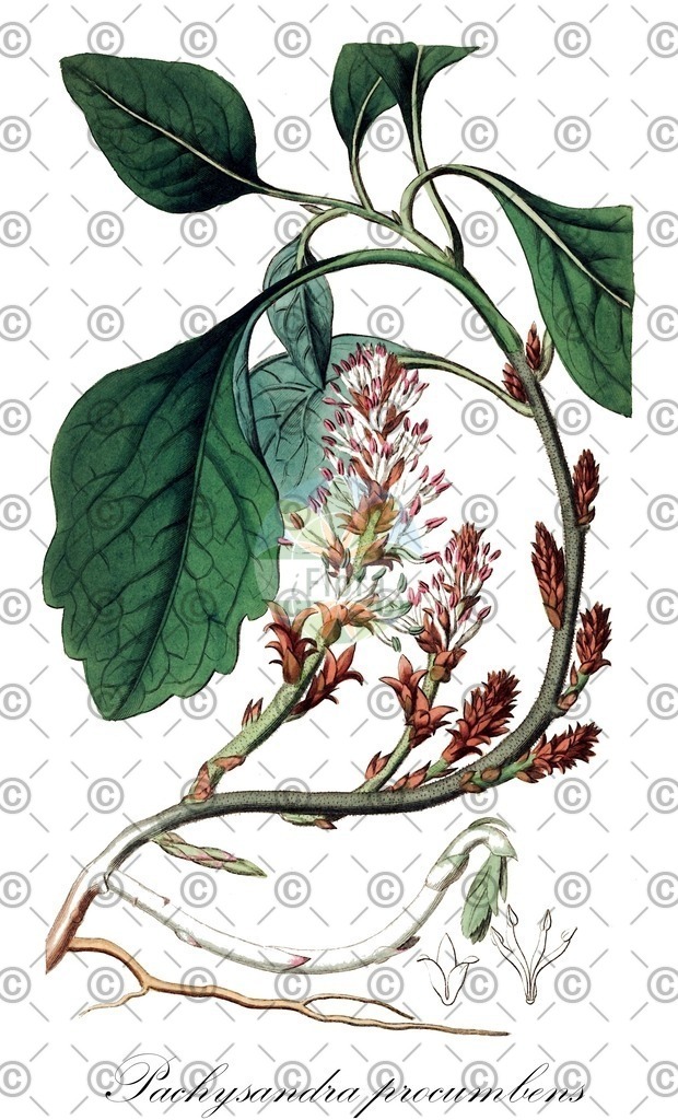 HistAbb_wfo-0000072037_1_ENZY_Simple | Historische Abbildung von Pachysandra procumbens - Buxaceae | Historical Illustration of Pachysandra procumbens - Buxaceae