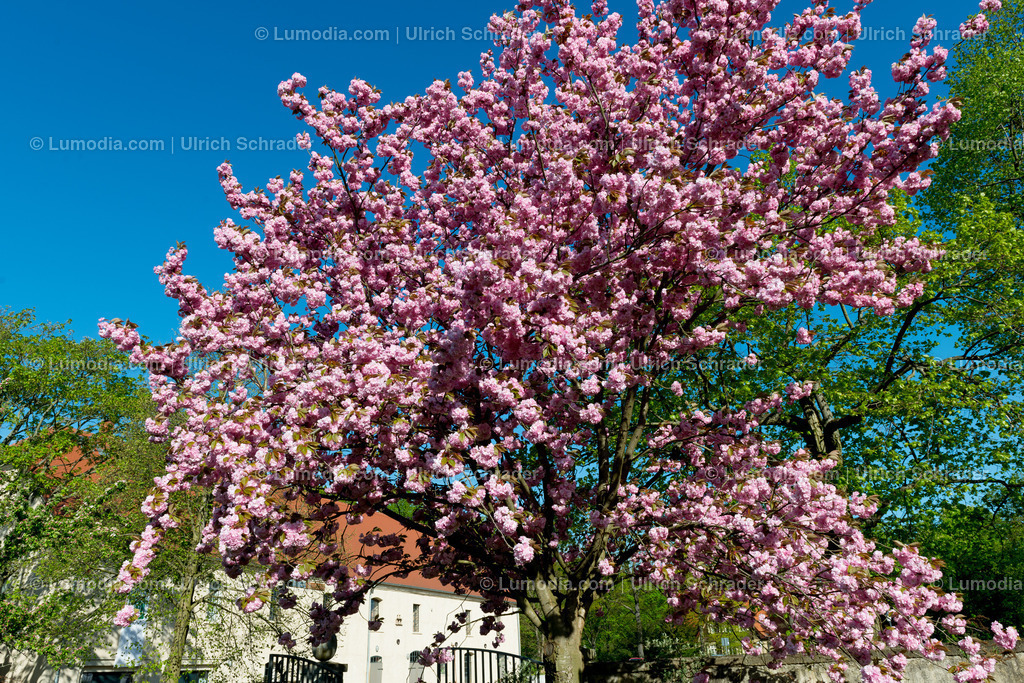 10049-3838 - Landschaftspark Degenershausen | Stockfoto und Bilderpool mit Bildmaterial aus Deutschland, dem Harz, Halberstadt, Quedlinburg, Wernigerode und weltweit. Qualitativ hochwertige und professionelle Fotos anschauen und kaufen. - Realisiert mit Pictrs.com