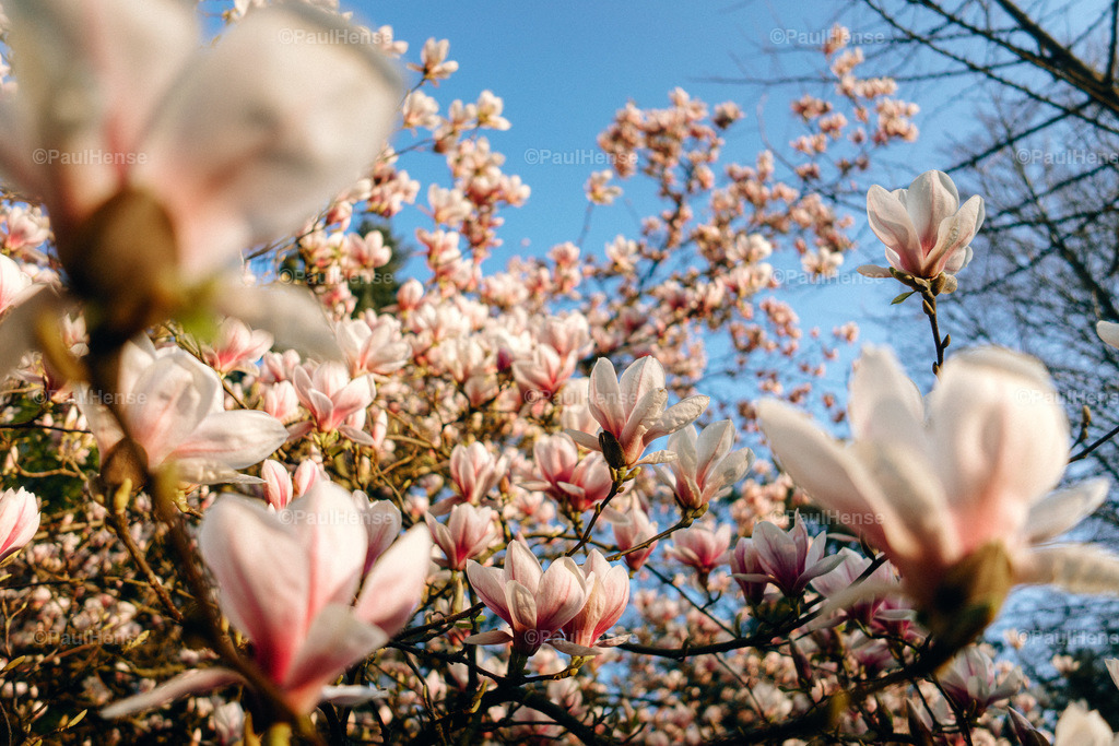 20220324_PaulHense_S0055_DSC03567 | paulhense - Realisiert mit Pictrs.com