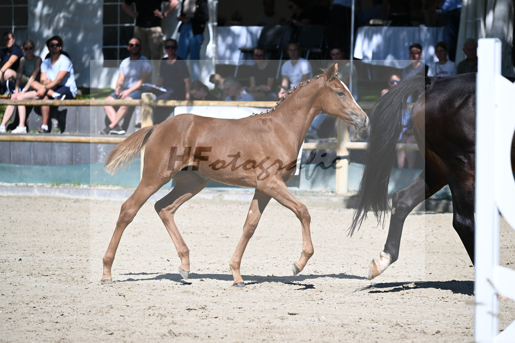 Praesentation Auktionsfohlen_36230120 | hf-fotografie - Realisiert mit Pictrs.com
